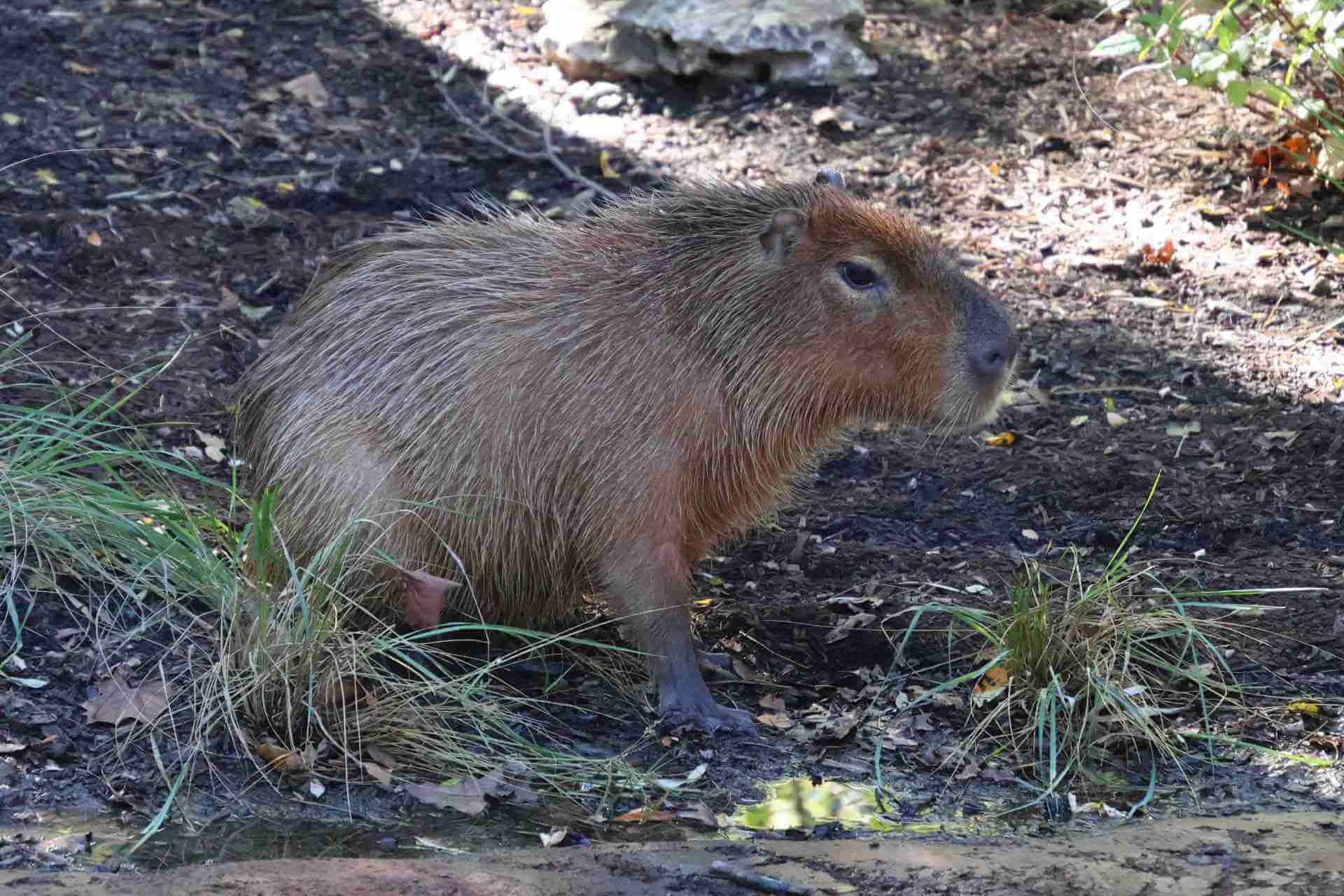 https://transforms.stlzoo.org/production/animals/Capybara-Crop-Small-1.jpg?w=1920&h=1280&auto=compress%2Cformat&fit=crop&dm=1793290762&s=2041340b4c93df0d456d7cf31c627707