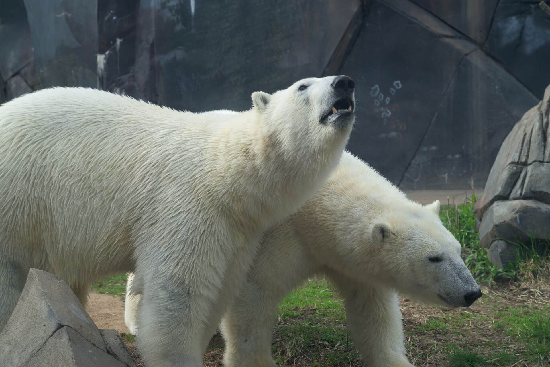 Polar bears Kallik and Kallu