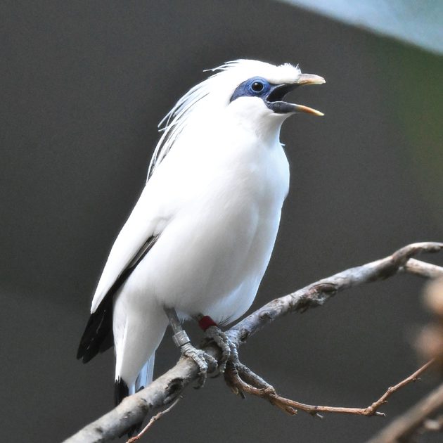 melanotan bali When it comes to my content, I always try to be as transparent and honest as possible., I know peptides are a topic a lot of people are curious about, but Ill be the first to say Im definitely not Bali Myna | Saint Louis