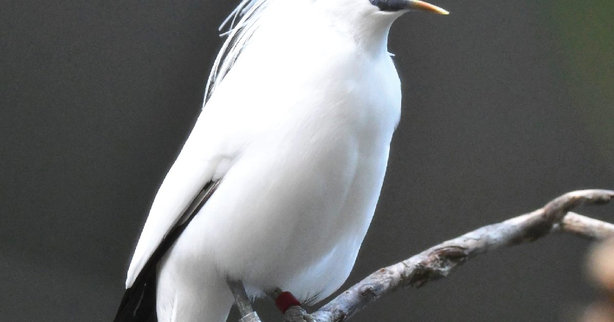 melanotan bali Bali Myna
