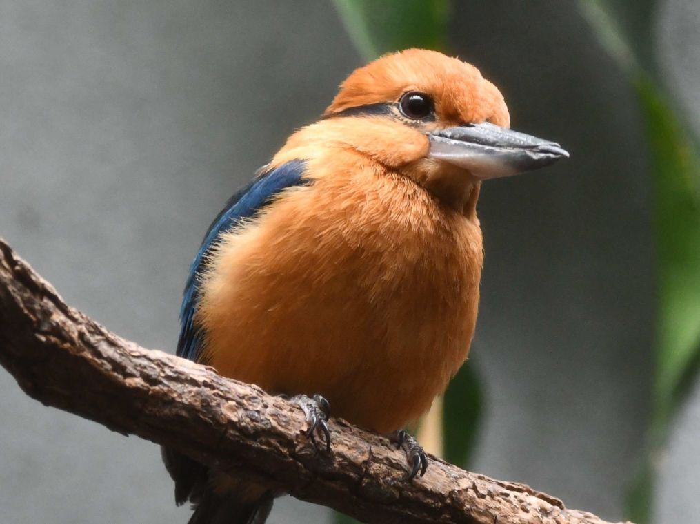 https://transforms.stlzoo.org/production/animals/birds/Thumbnail-for-web_Guam-kingfisher.24.83.Toler-Copy.jpg?w=1015&h=761&auto=compress%2Cformat&fit=crop&dm=1790714738&s=25d4b5f4912dc60ae34b39a075c7ac98
