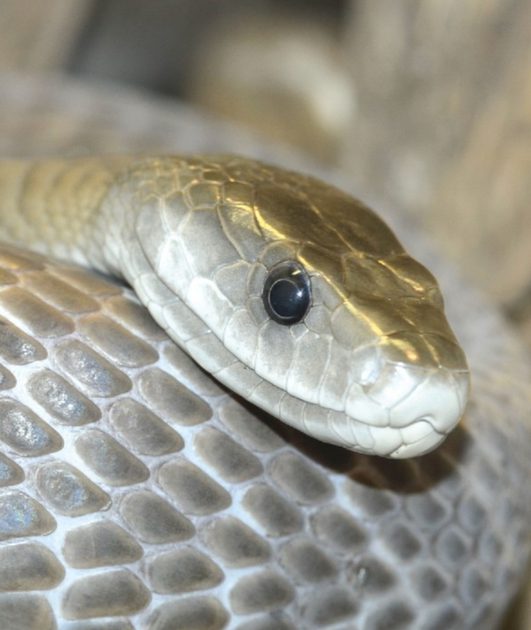 Where Are Black Mambas