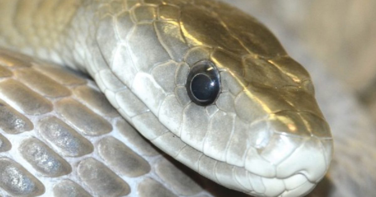 Black Mamba | Saint Louis Zoo