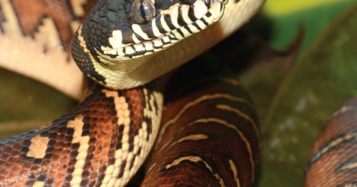 Bowles's Python Boelen's Python | Saint Louis Zoo