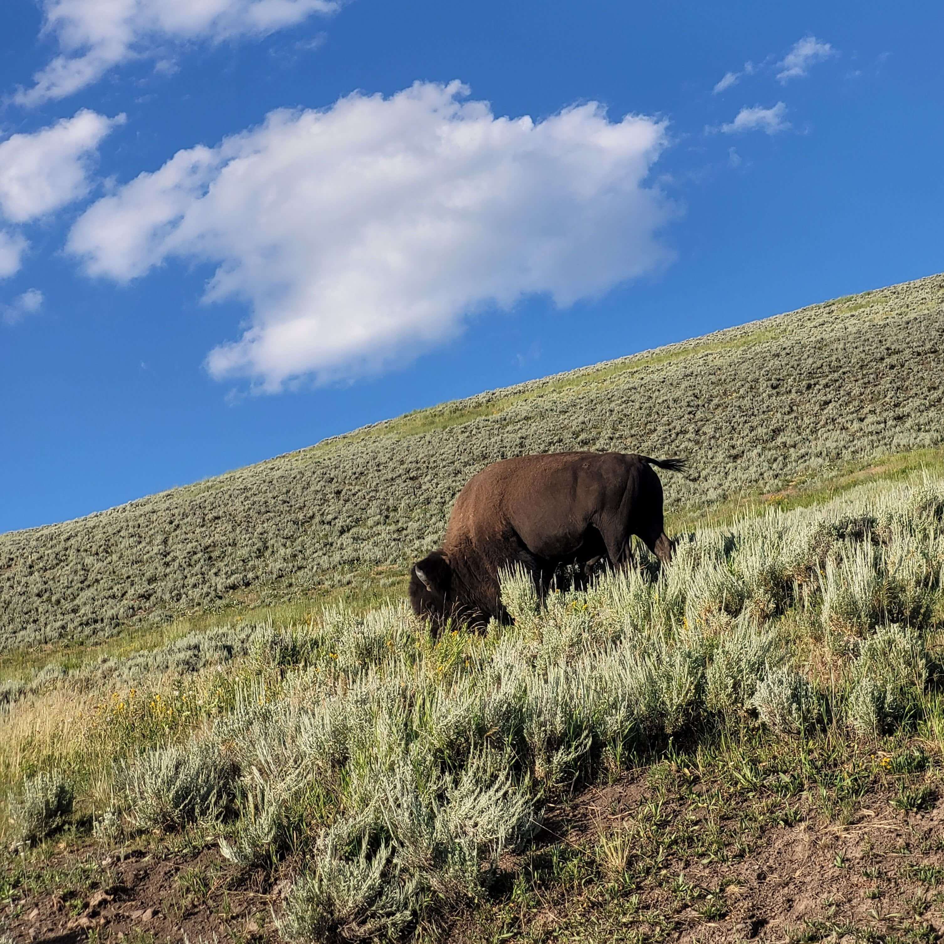 Bison_ blog