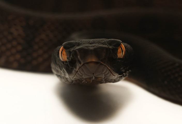 Protobothrops tokarensis