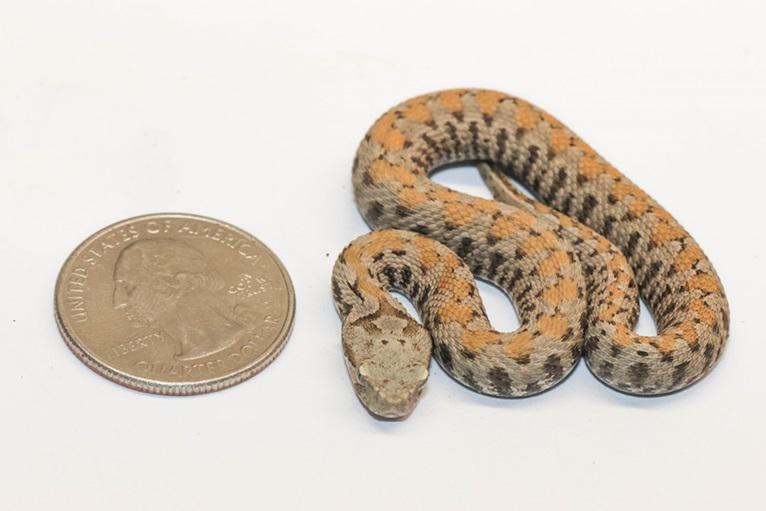 Montivipera raddei “kurdistancia