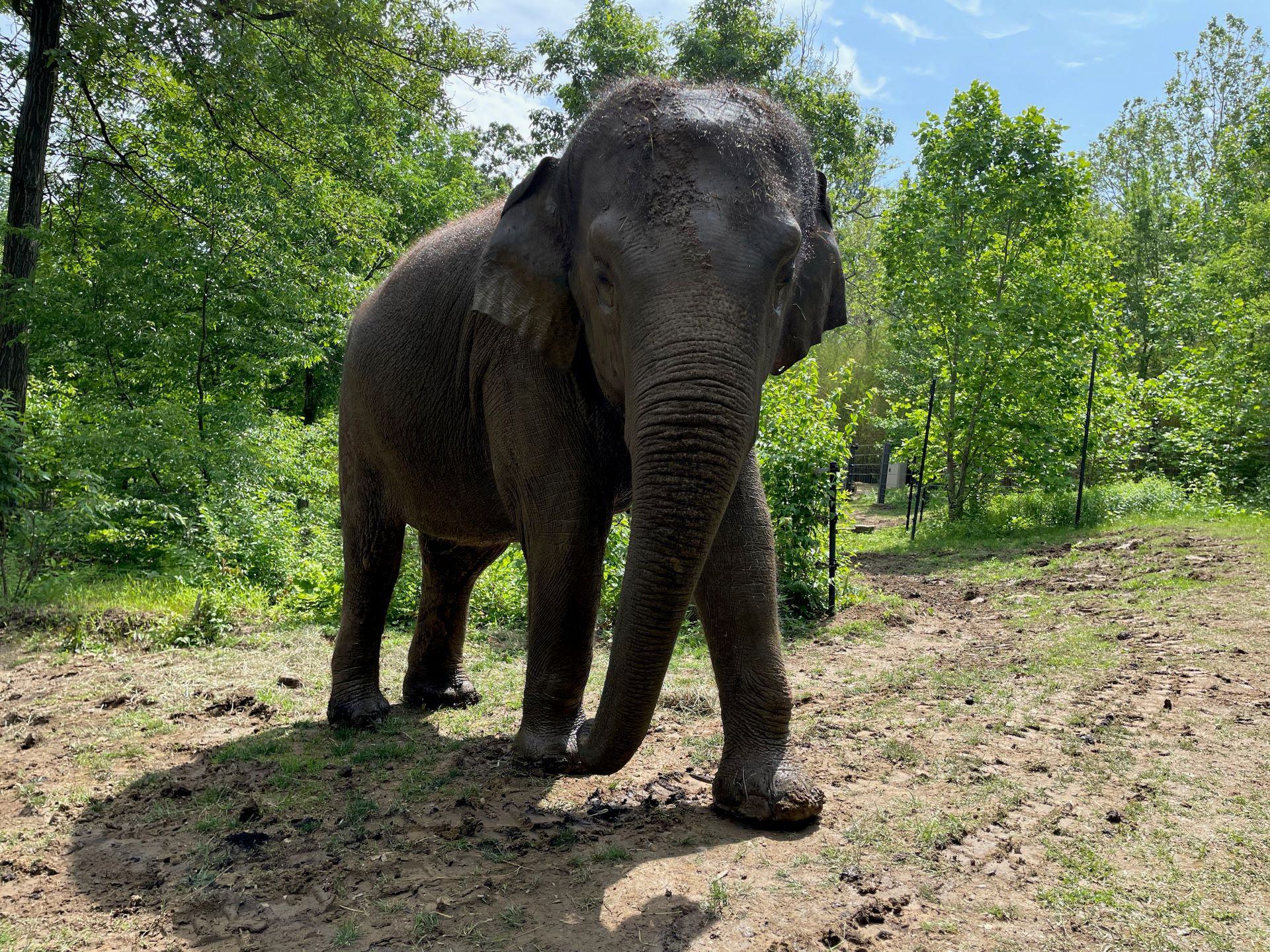 Asian elephant Jade