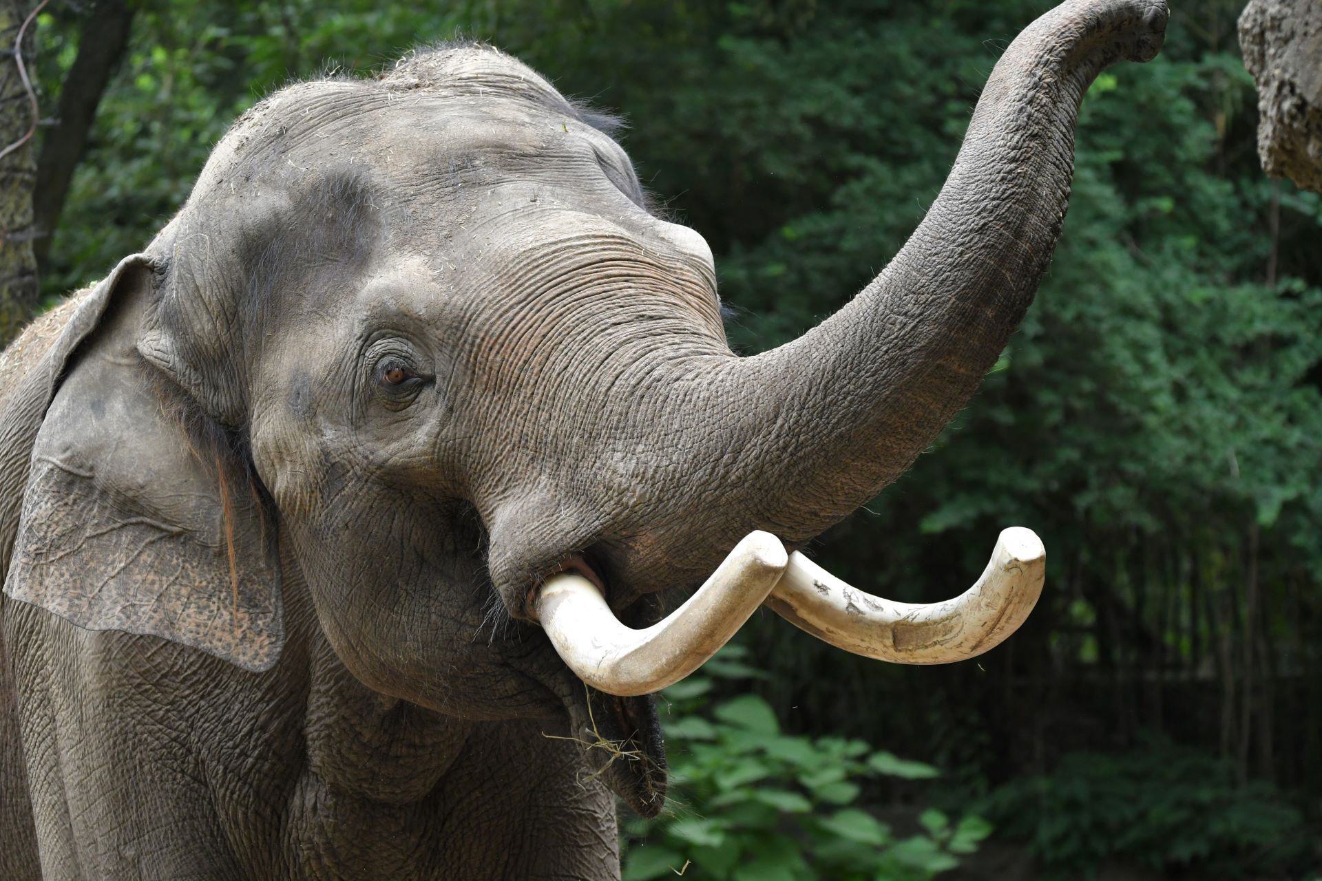 Asian elephant Raja
