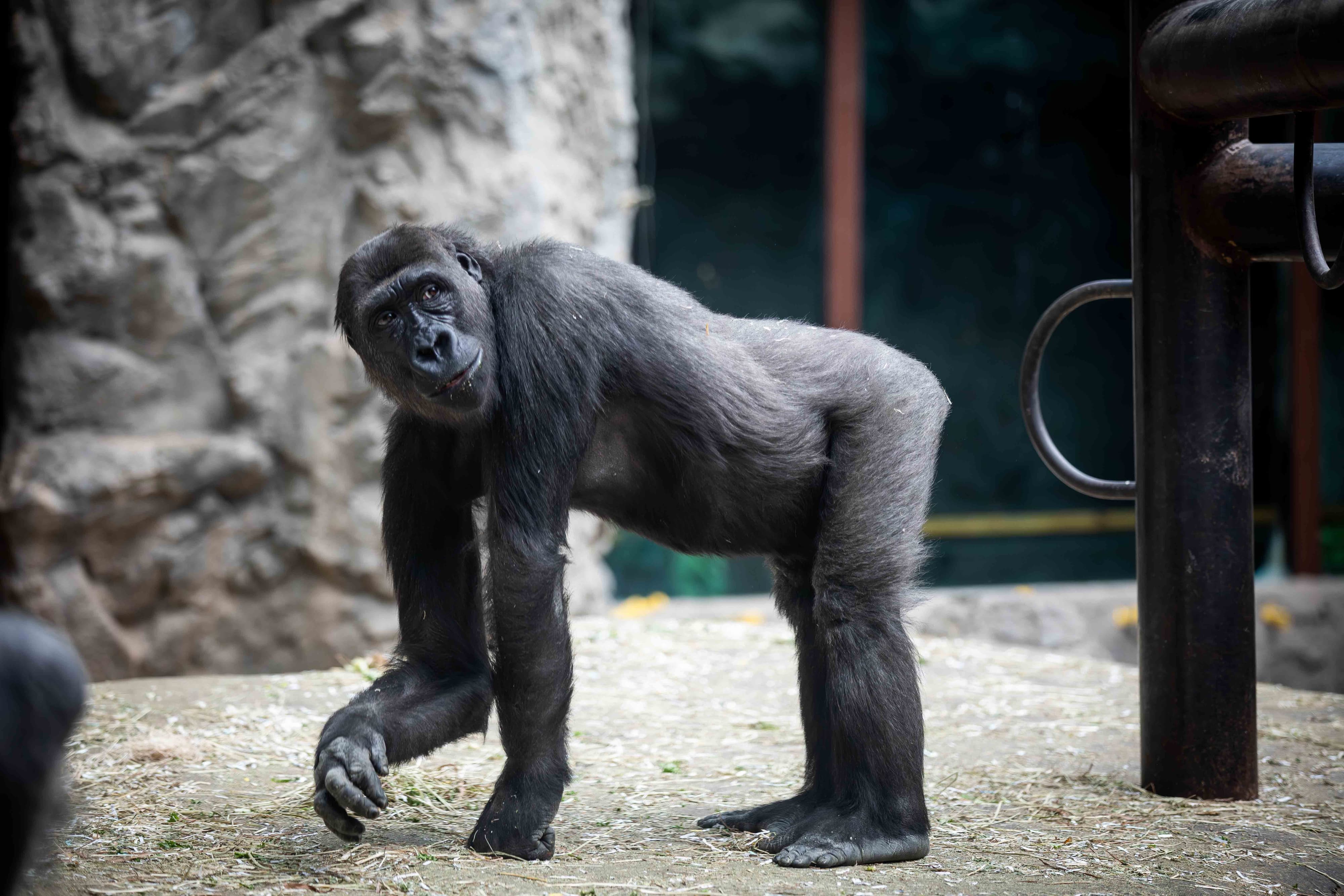 Gorilla Kayin