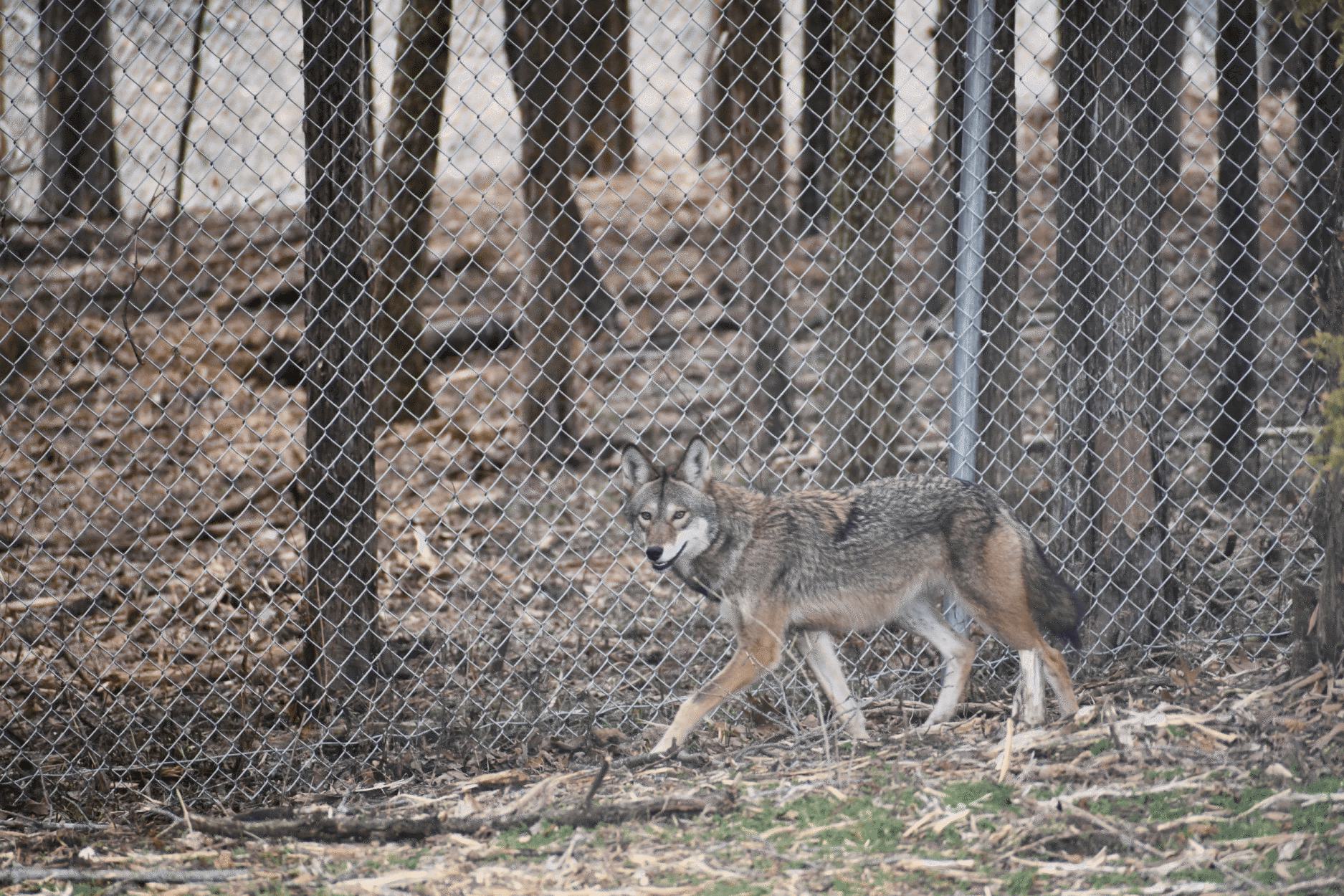 Ladybird, American Red Wolf