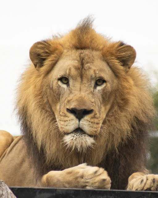 Male African lion