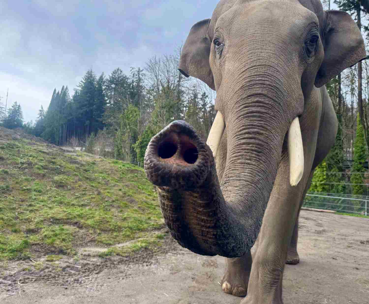 https://transforms.stlzoo.org/production/site/News/Elephants/Asian-elephant-Samudra-at-Oregon-Zoo_Tarah-Bedrossian-courtesy-of-the-Oregon-Zoo.jpg?w=1500&h=1235&auto=compress%2Cformat&fit=crop&dm=1792697809&s=1f4fad55b50e0649b7d78f4765421cdb