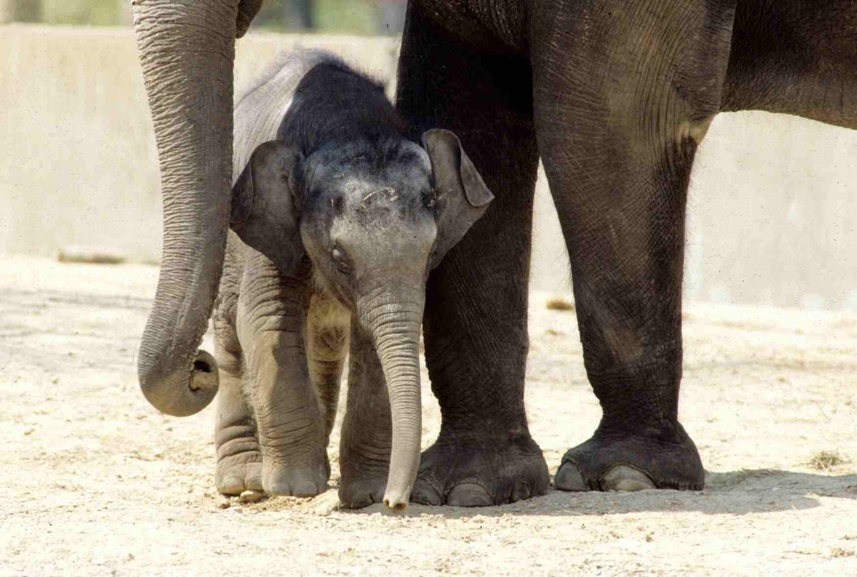 https://transforms.stlzoo.org/production/site/News/Elephants/Baby-Raja-1993_2_courtesy-Saint-Louis-Zoo.jpg?w=1753&h=1181&auto=compress%2Cformat&fit=crop&dm=1792697697&s=5d319cade0c6d0f467021a8208ea23b6