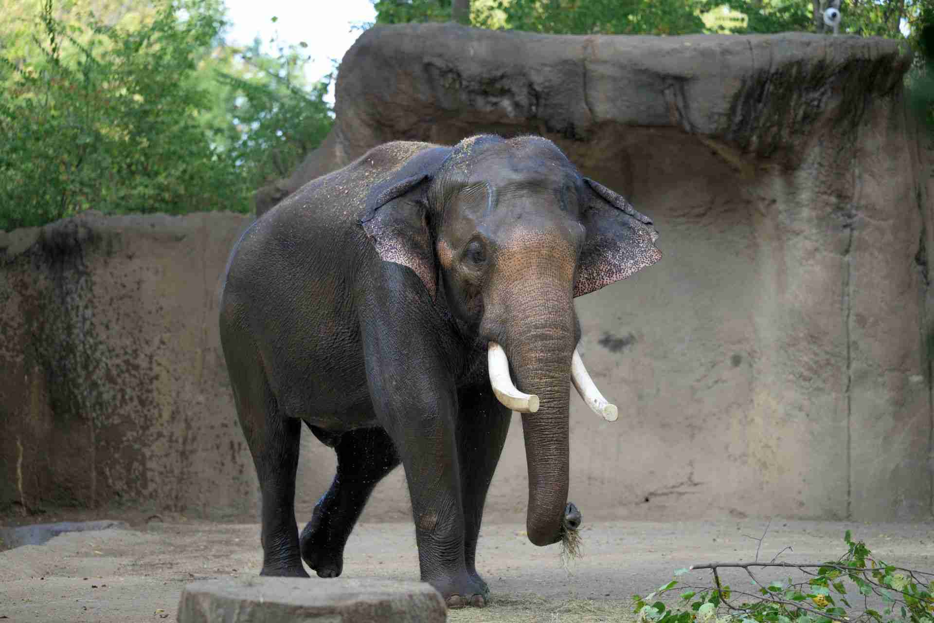 https://transforms.stlzoo.org/production/site/News/Elephants/Raja-at-Saint-Louis-Zoo_10-13-26_Ray-Meibaum_90262_web.jpg?w=1920&h=1280&auto=compress%2Cformat&fit=crop&dm=1792697711&s=446846d2ec292401da5a06f8134c9a93