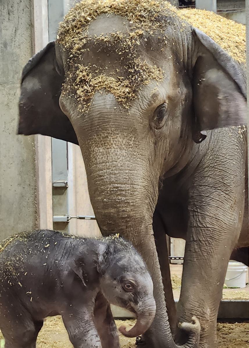 Jade and Jet on day of birth