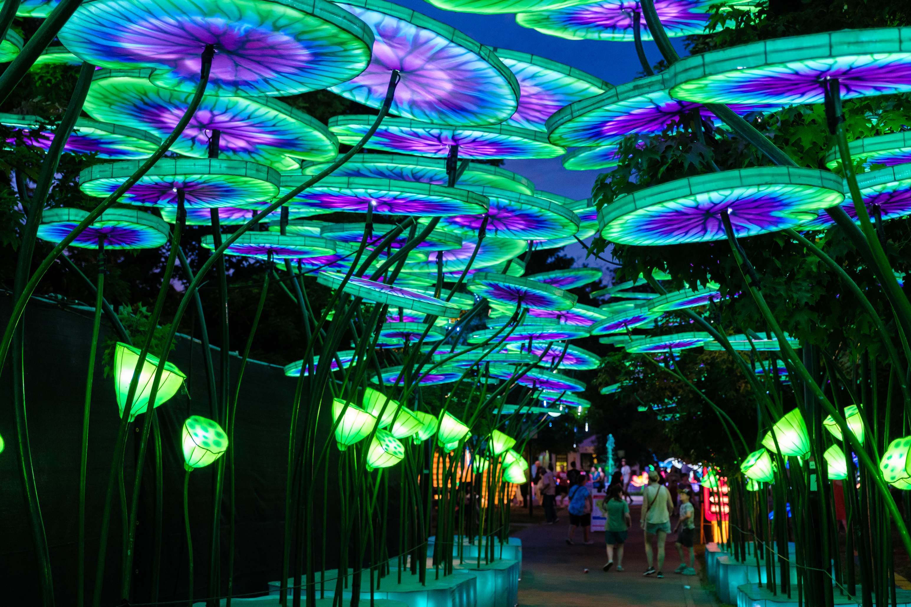 Lotus tunnel lantern Animals Aglow 2025