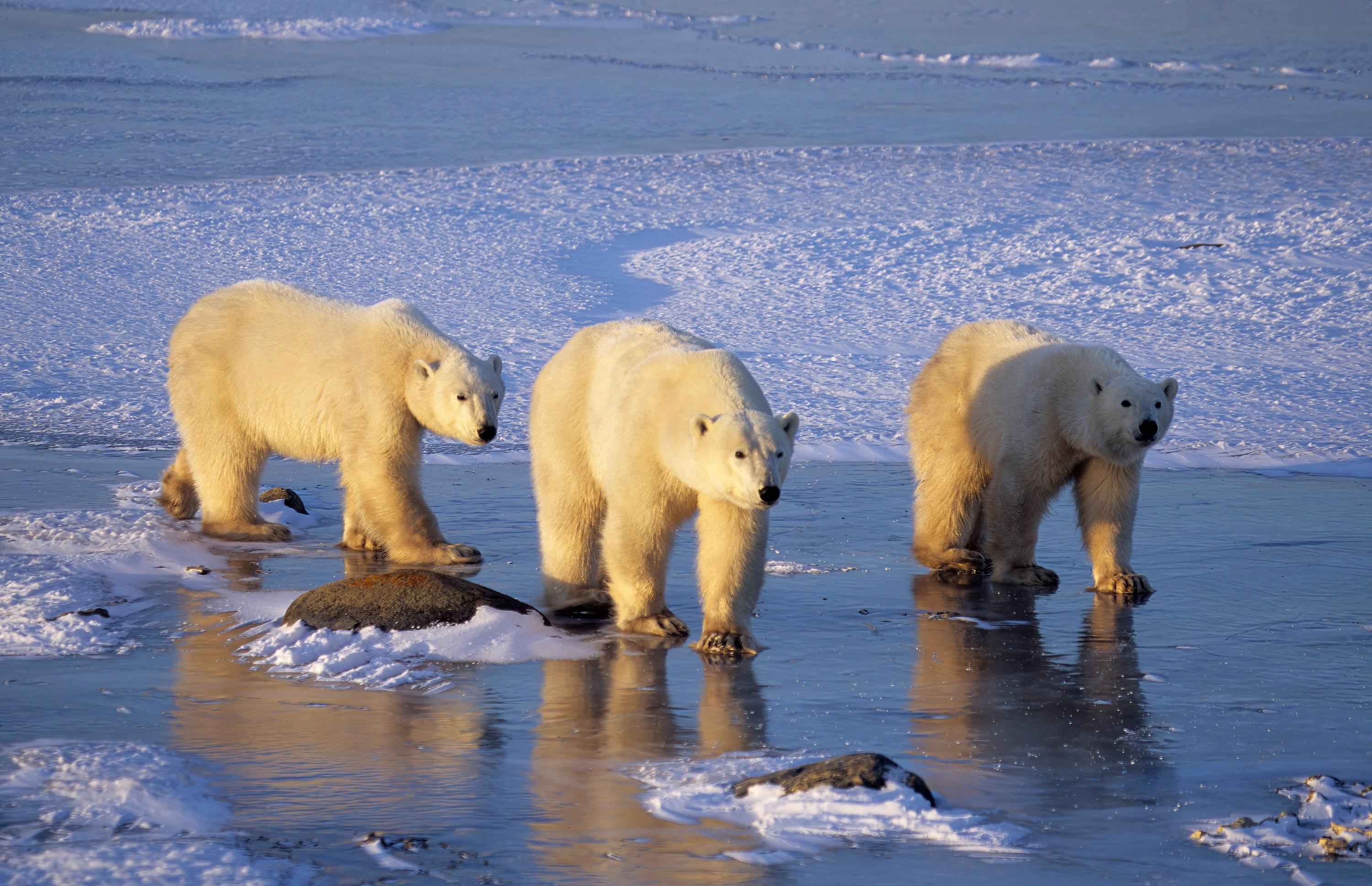 Wild polar bears in Canada