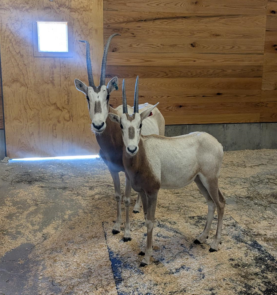 Scimitar-horned oryx at WildCare Park