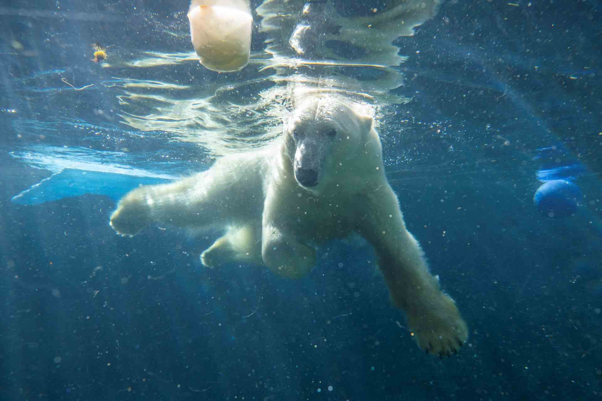 https://transforms.stlzoo.org/production/site/News/Polar-bear-Laerke/web_Polar-bear-Laerke_01_courtesy-Katie-G.-Cotterill-Point-Defiance-Zoo-Aquarium.jpg?w=1920&h=1280&auto=compress%2Cformat&fit=crop&dm=1792009057&s=878671783ad8310af43ff3e35c6a8bb1