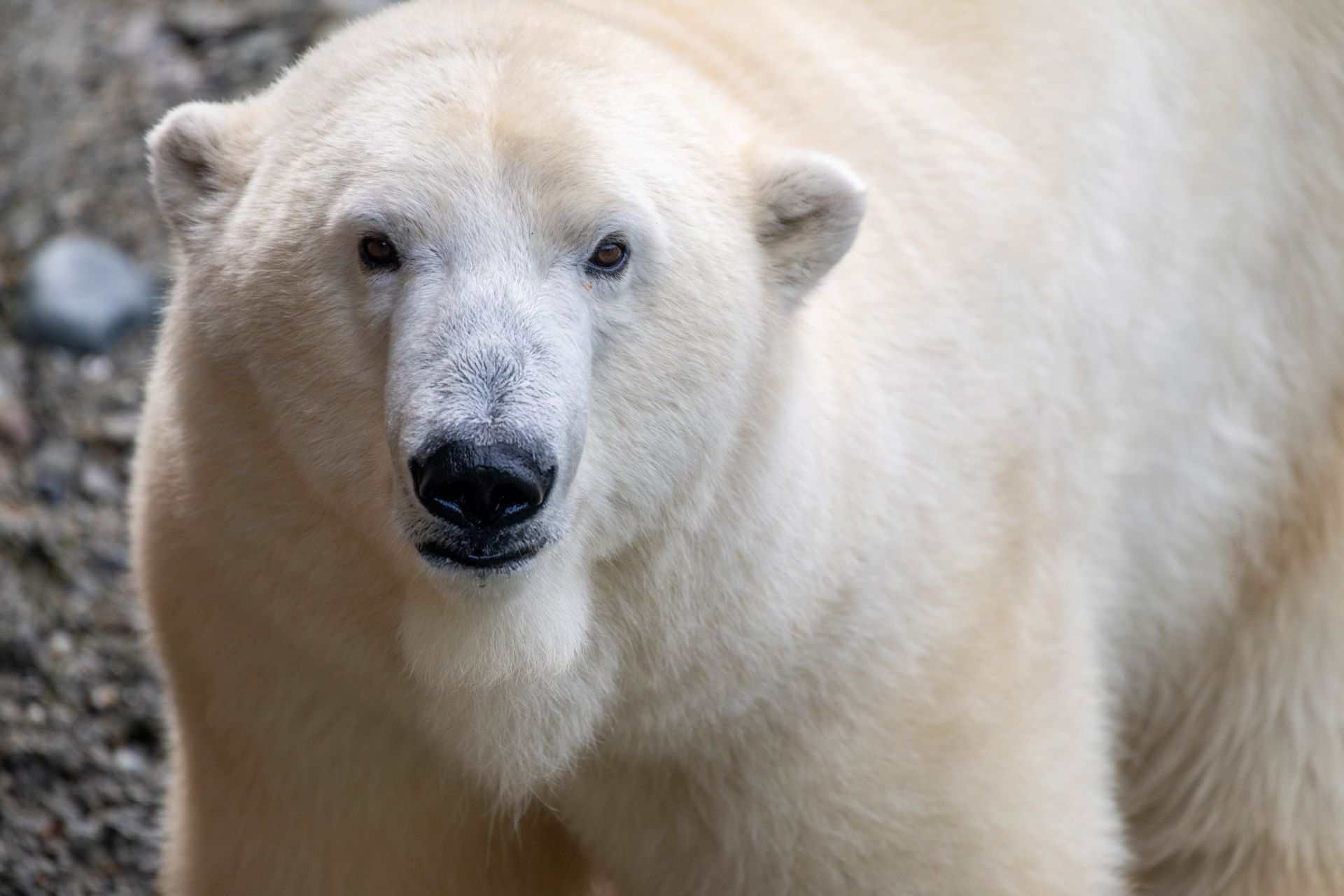 https://transforms.stlzoo.org/production/site/News/Polar-bear-Laerke/web_Polar-bear-Laerke_03__courtesy-Katie-G.-Cotterill-Point-Defiance-Zoo-Aquarium.jpg?w=1920&h=1280&auto=compress%2Cformat&fit=crop&dm=1792009058&s=c842e9f9da7ad308a6047ff170c647a3