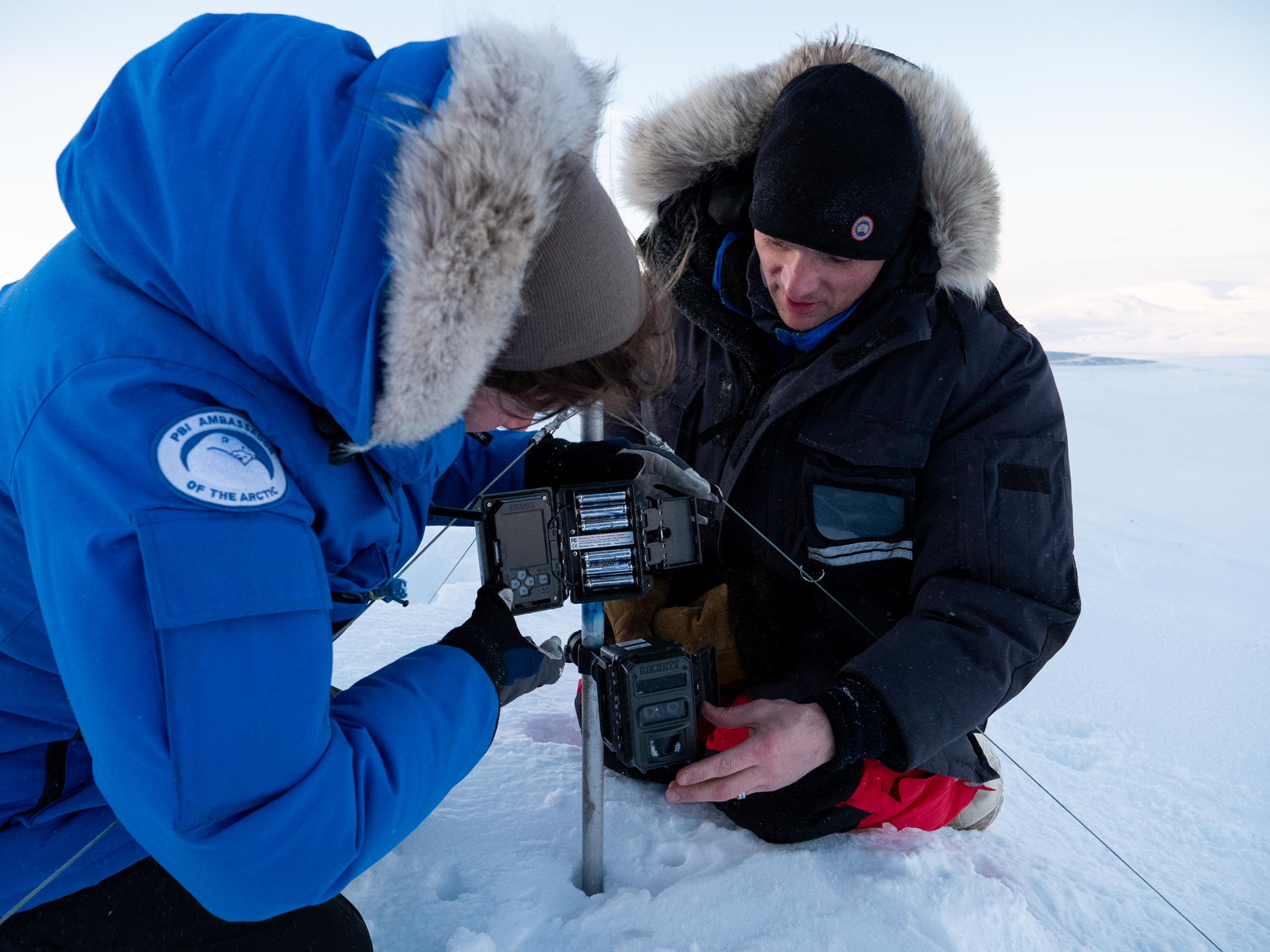 Polar Bears International den camera