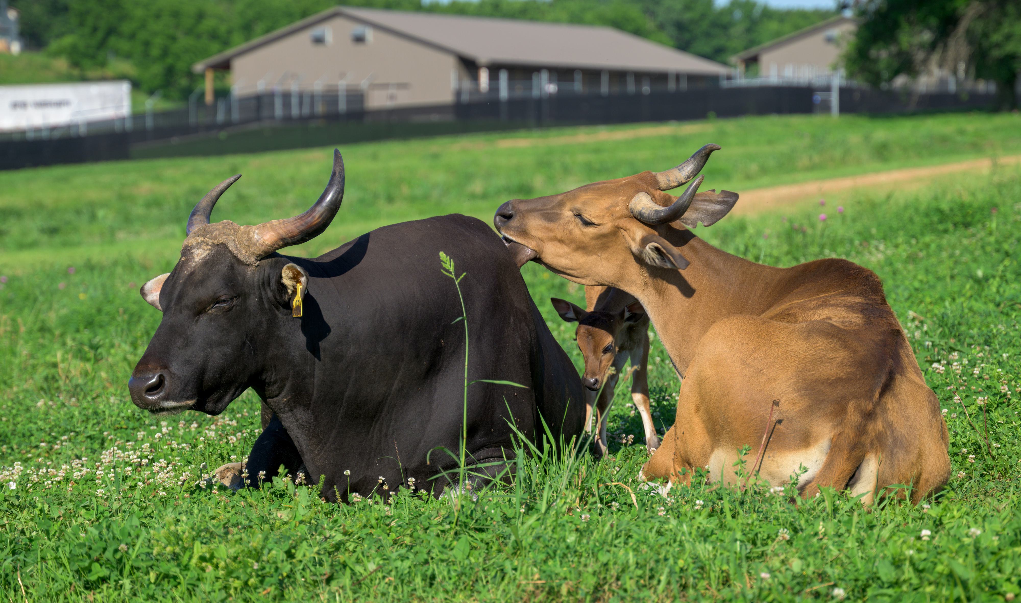 Banteng calf Rutabega at WildCare Park