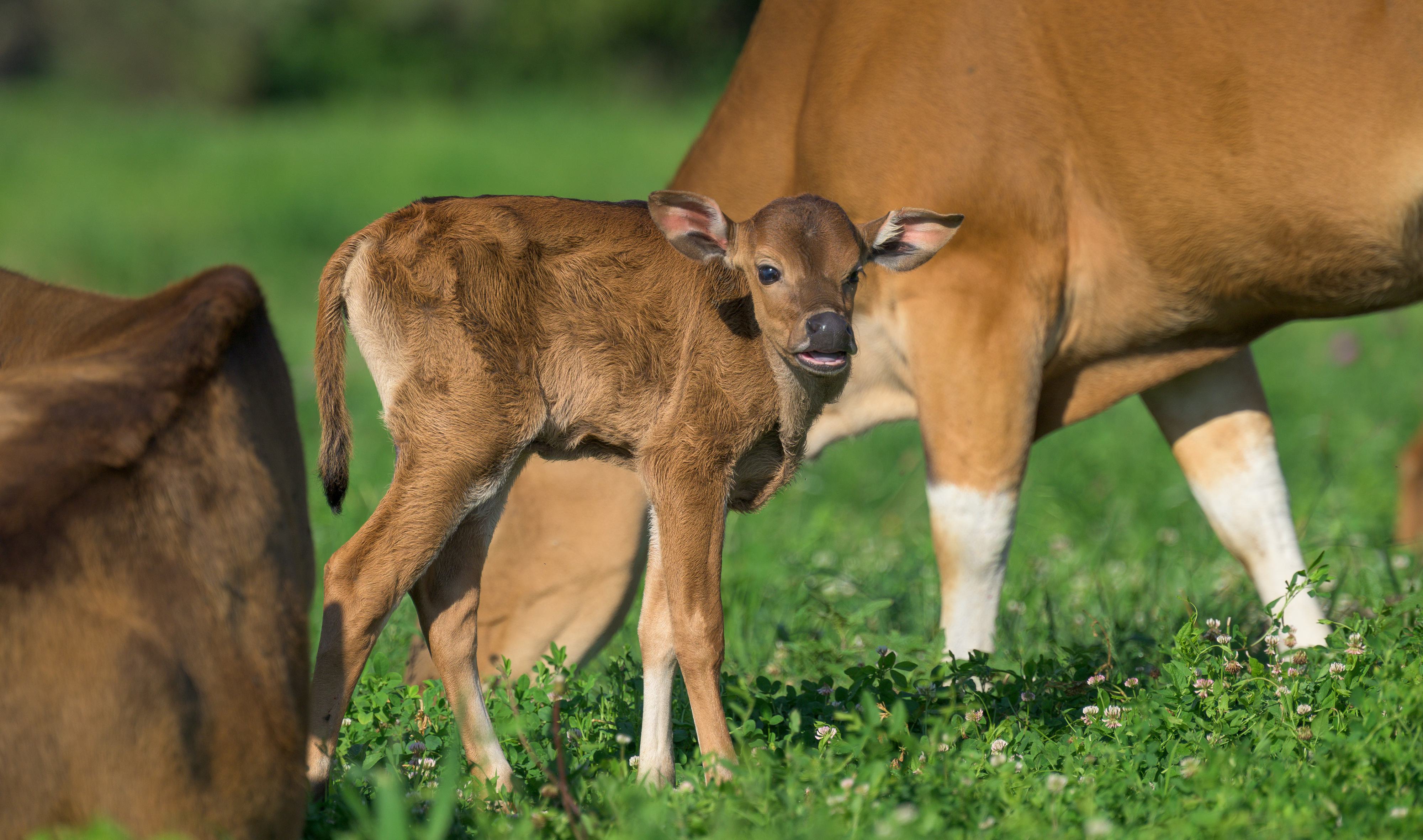 Banteng calf Rutabega at WildCare Park