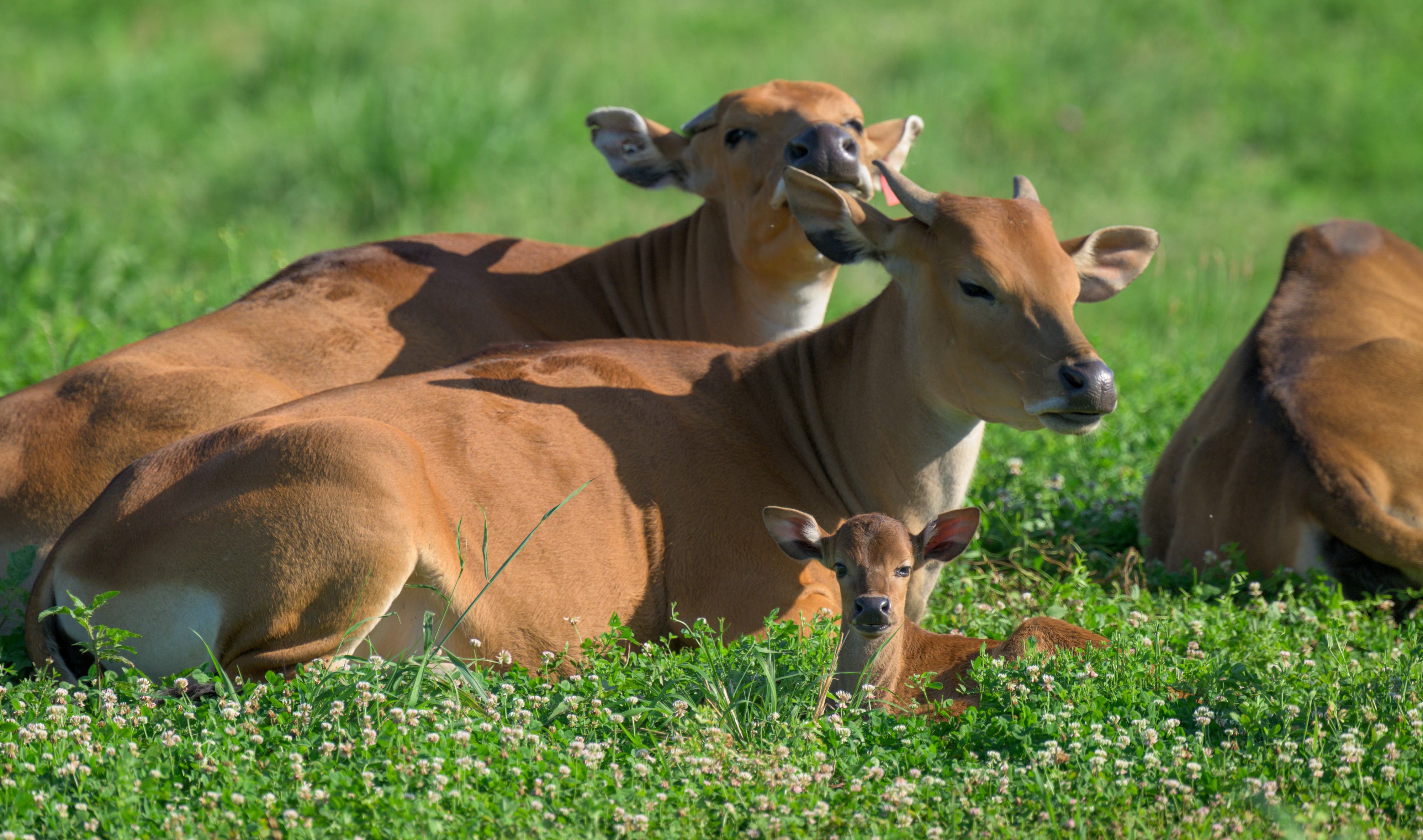 WildCare Park banteng calf Rutabega