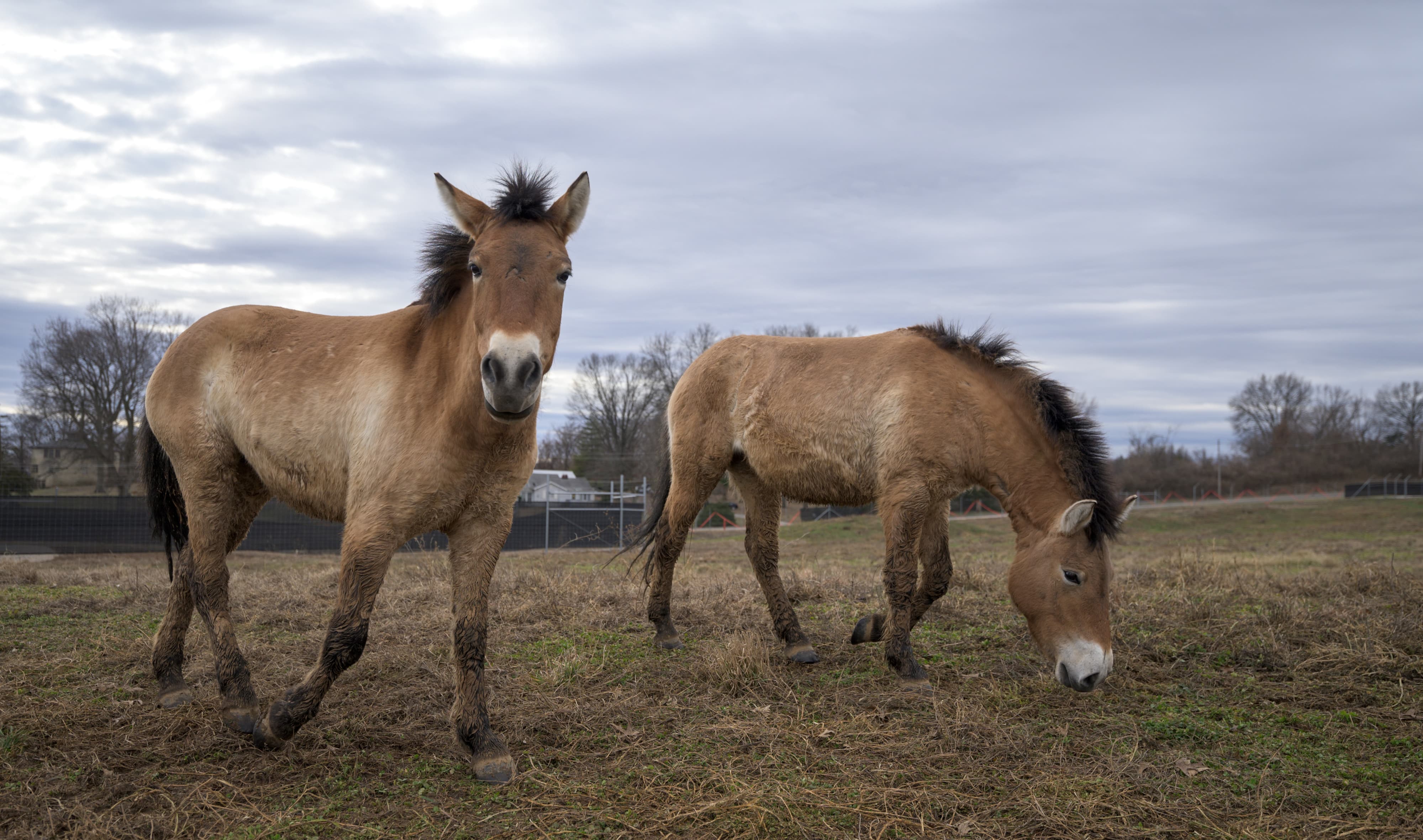 Przewalski's horses, Nika and Sarnai