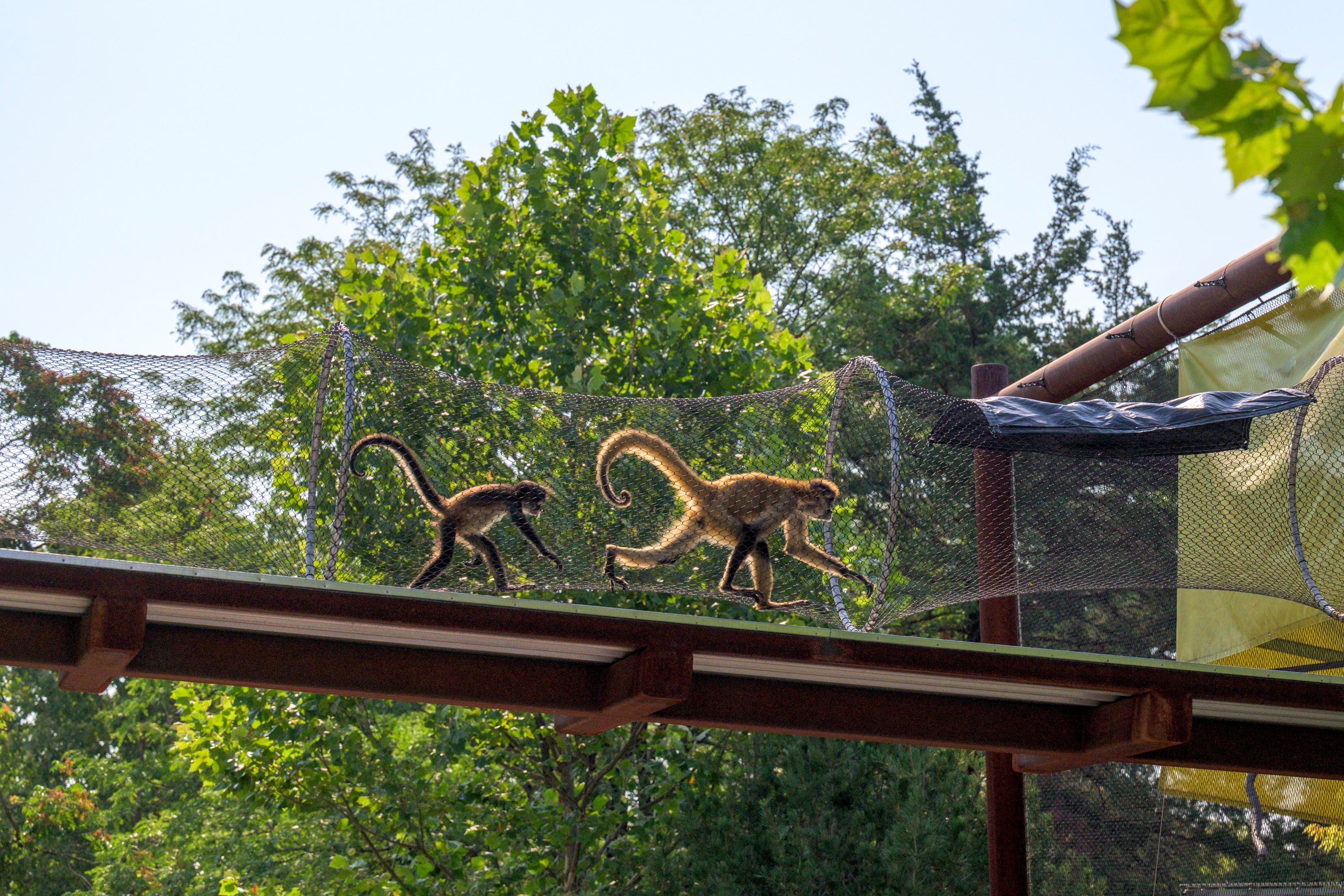 Patty and young spider monkey