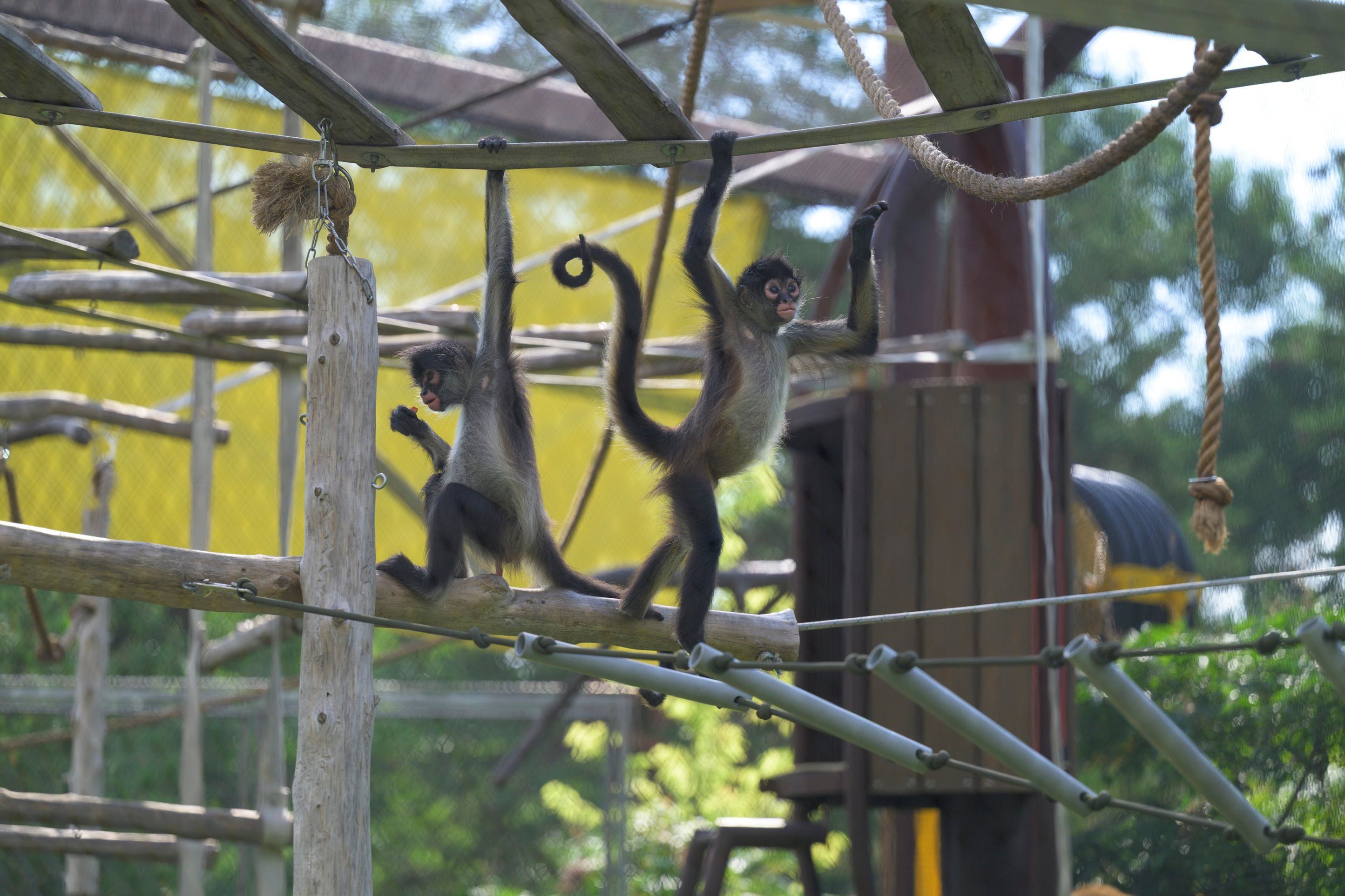 Mexican spider monkeys