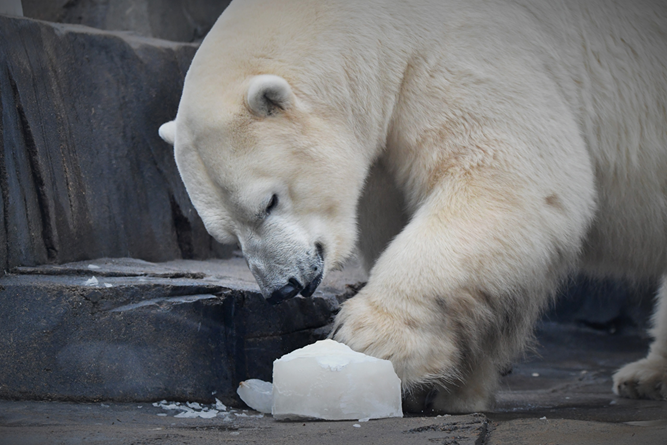 Polar bear Kali enjoys ice enrichment