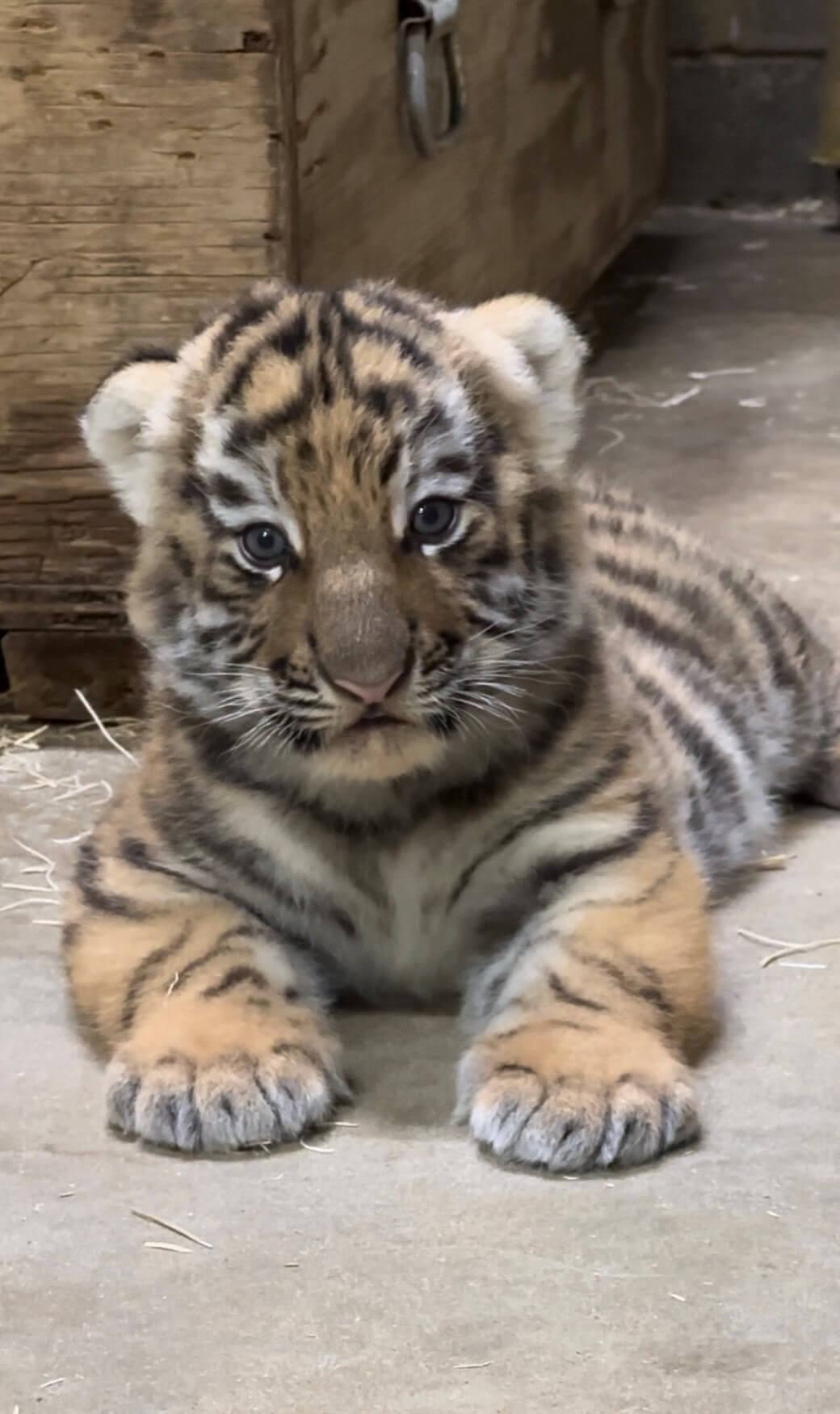 Three Amur Tiger Cubs Born Saint Louis Zoo three-amur-tiger-cubs-born-saint-louis-zoo