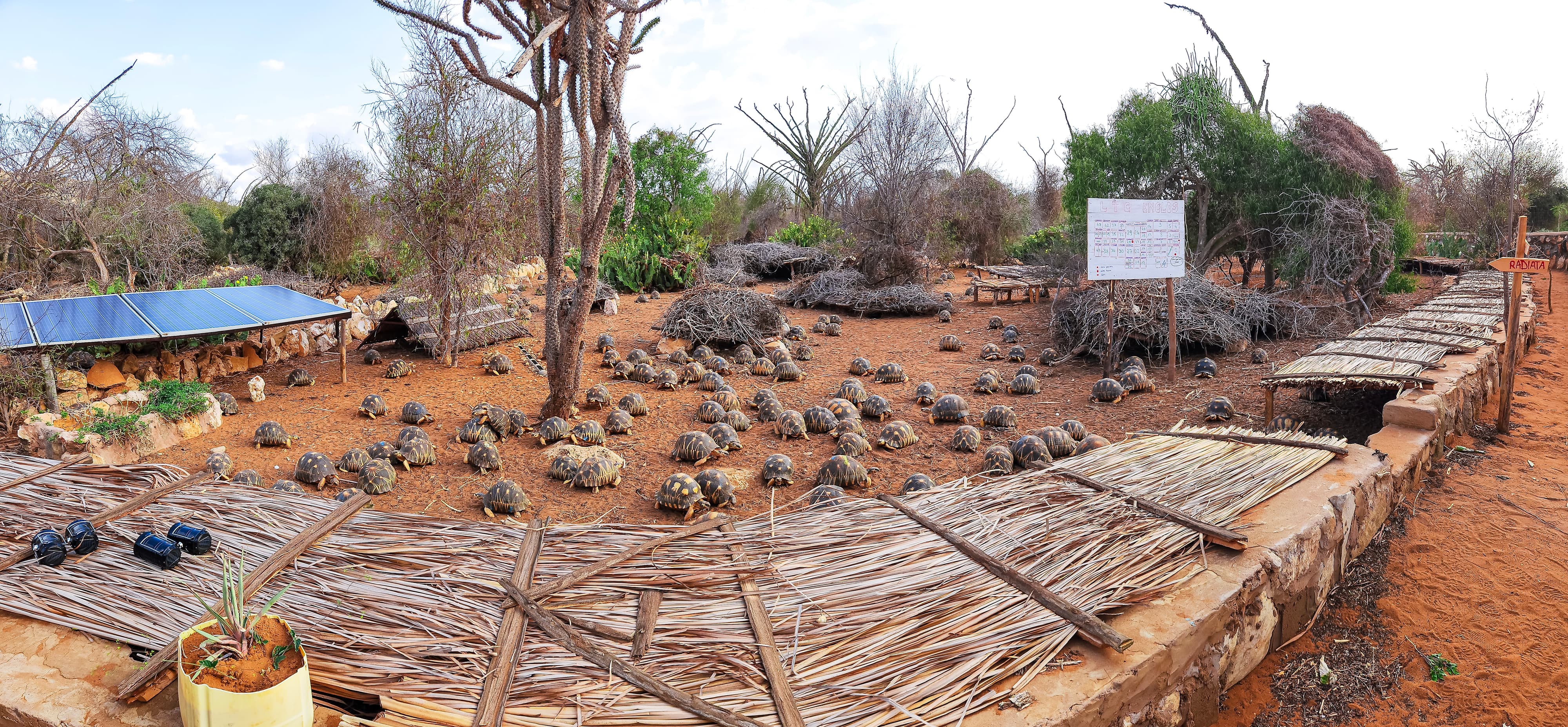 Previously confiscated radiated tortoises at a Turtle Survival Alliance holding facility in Southern Madagascar. Photo courtesy of Matt Evans.