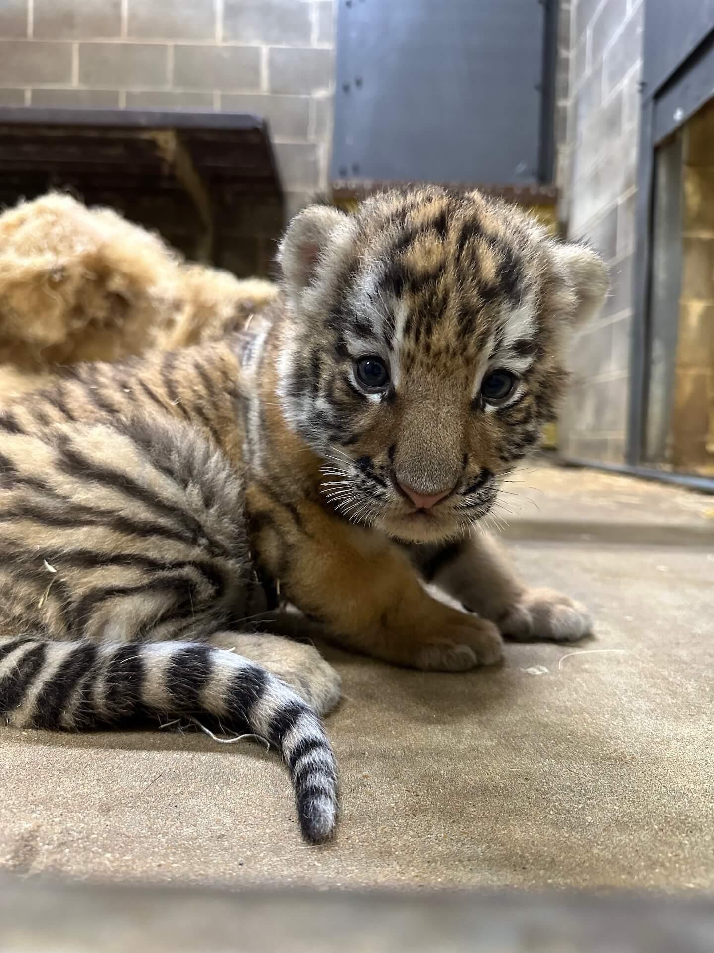 Three Amur Tiger Cubs Born | Saint Louis Zoo