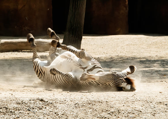 Grevy's Zebra rolling in the dirt