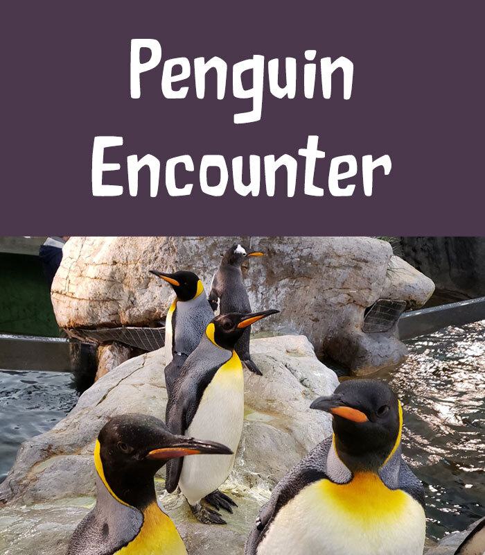 Penguin Encounter