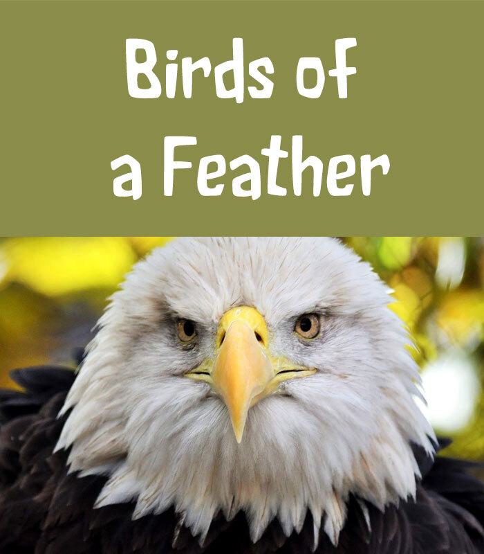Birds of a Feather