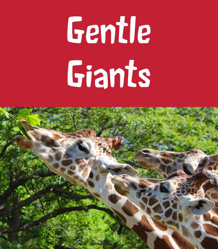 Gentle Giants