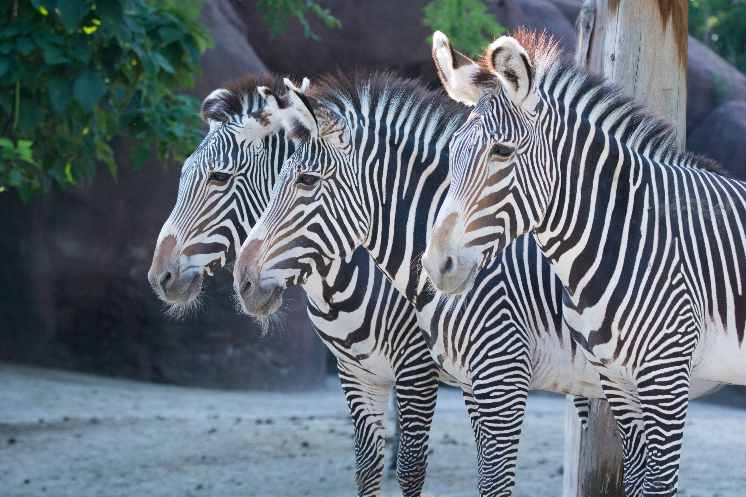 Grevy's Zebras