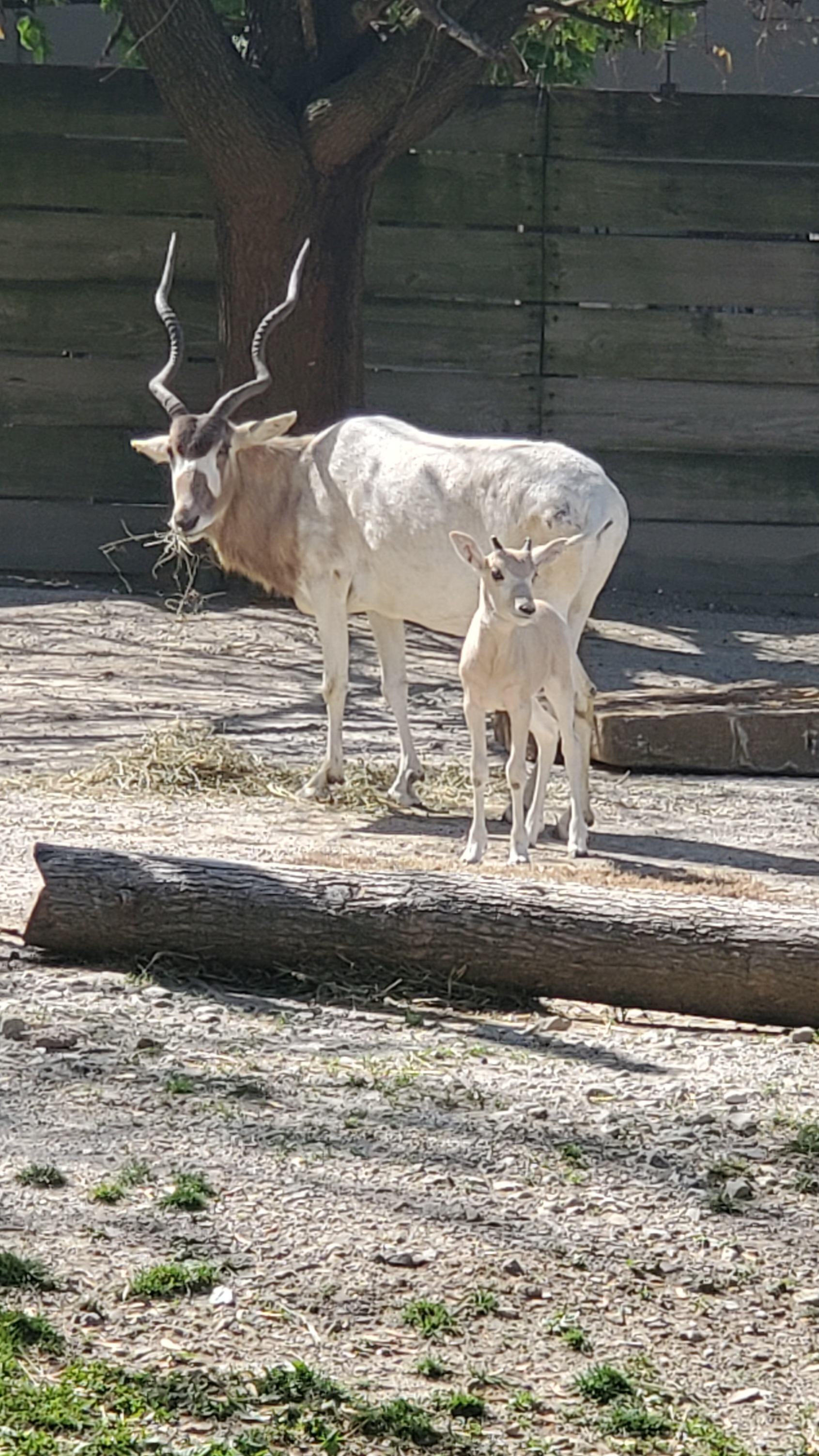 Addax