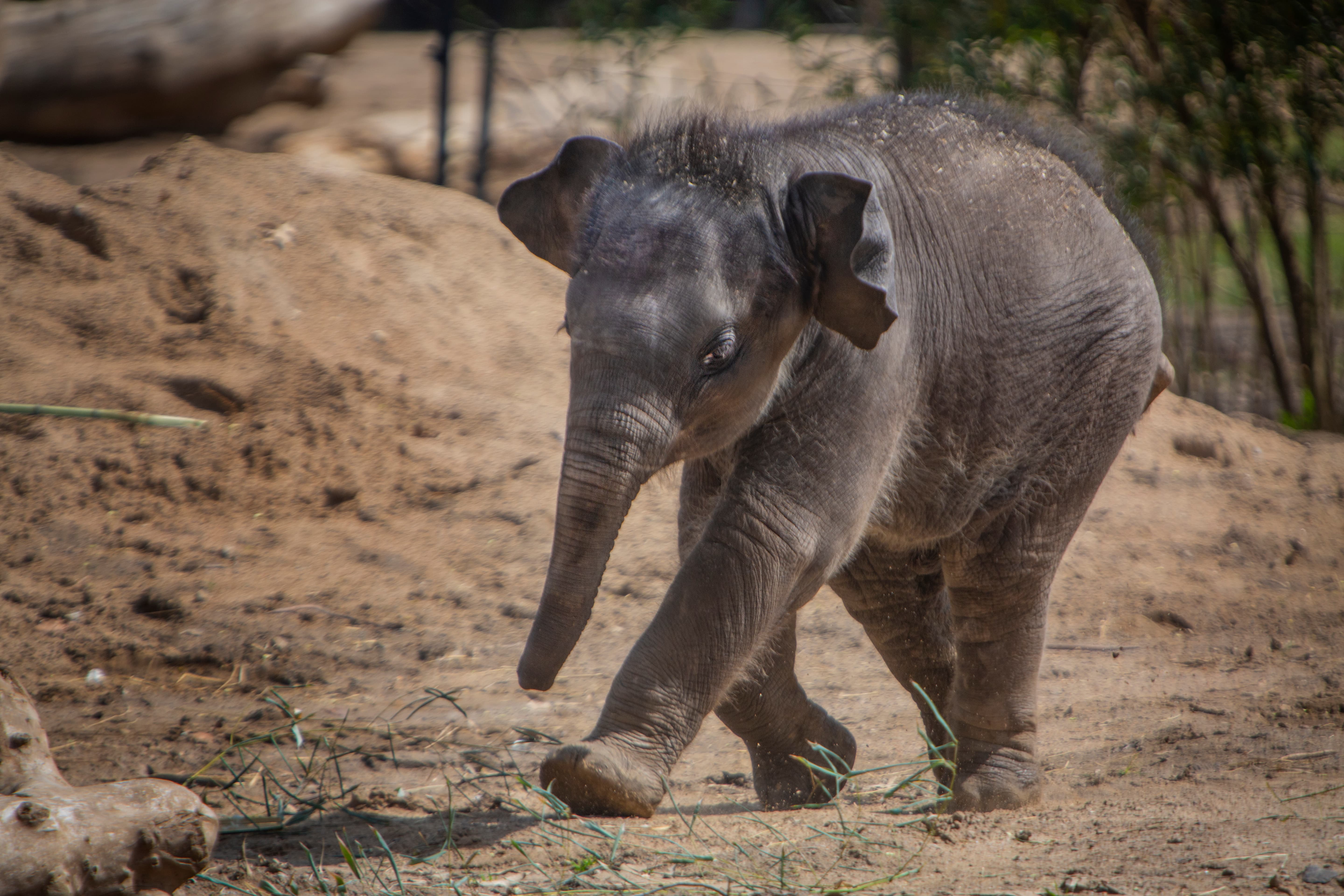 Baby Elephant Baby Elephant