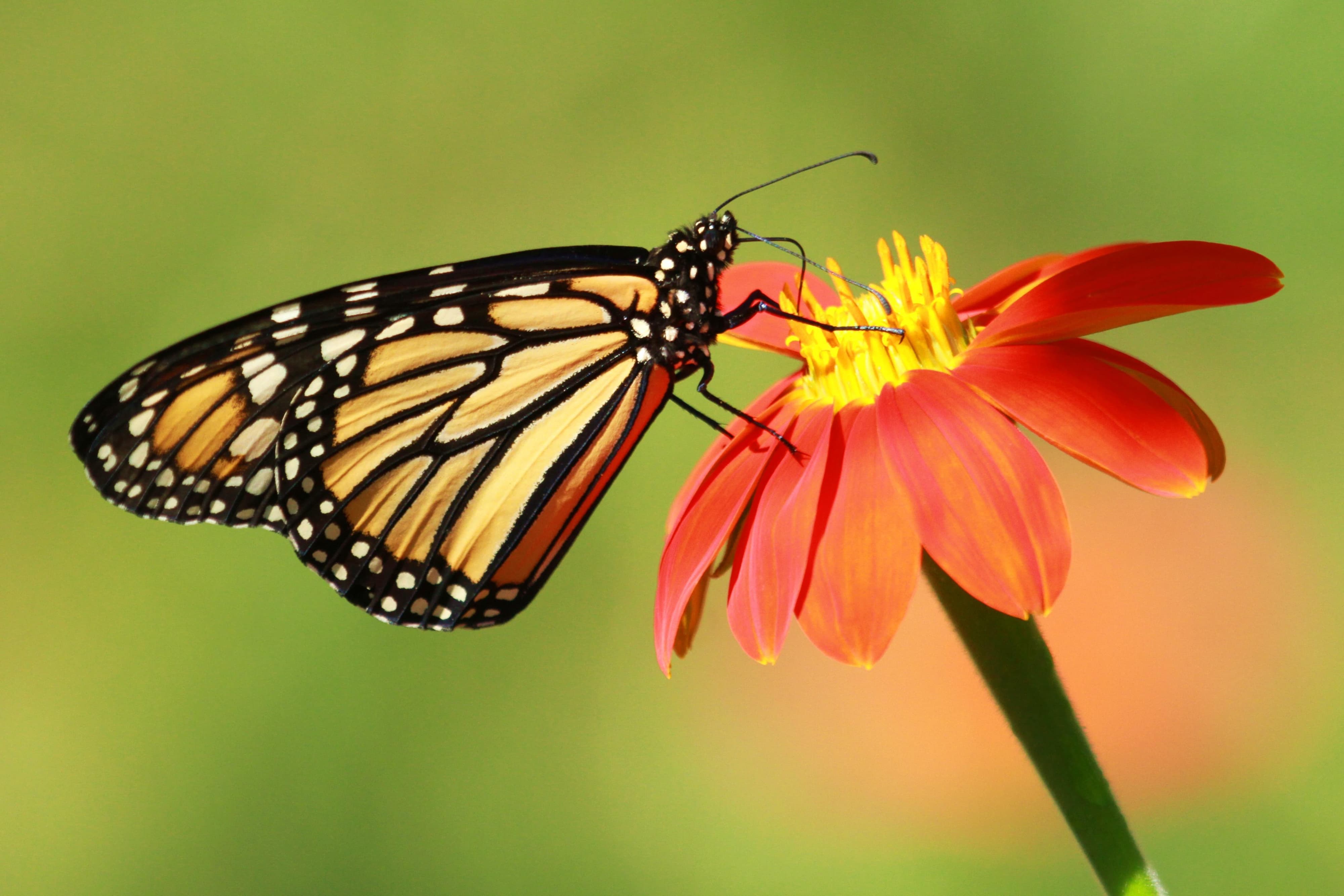 Monarch Butterfly