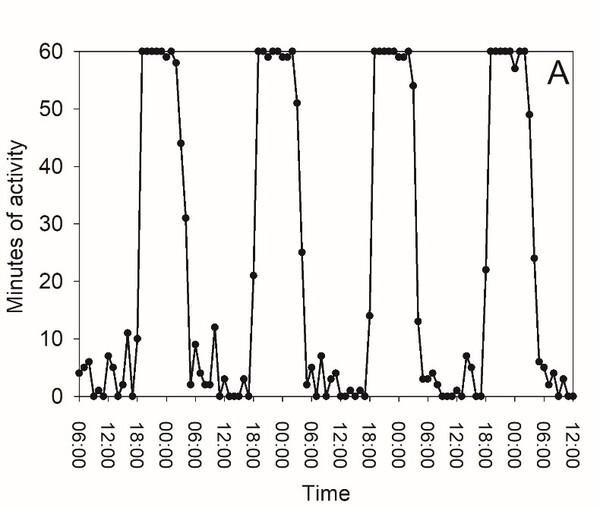 Activity pattern of a fennec fox at the Saint Louis Zoo
