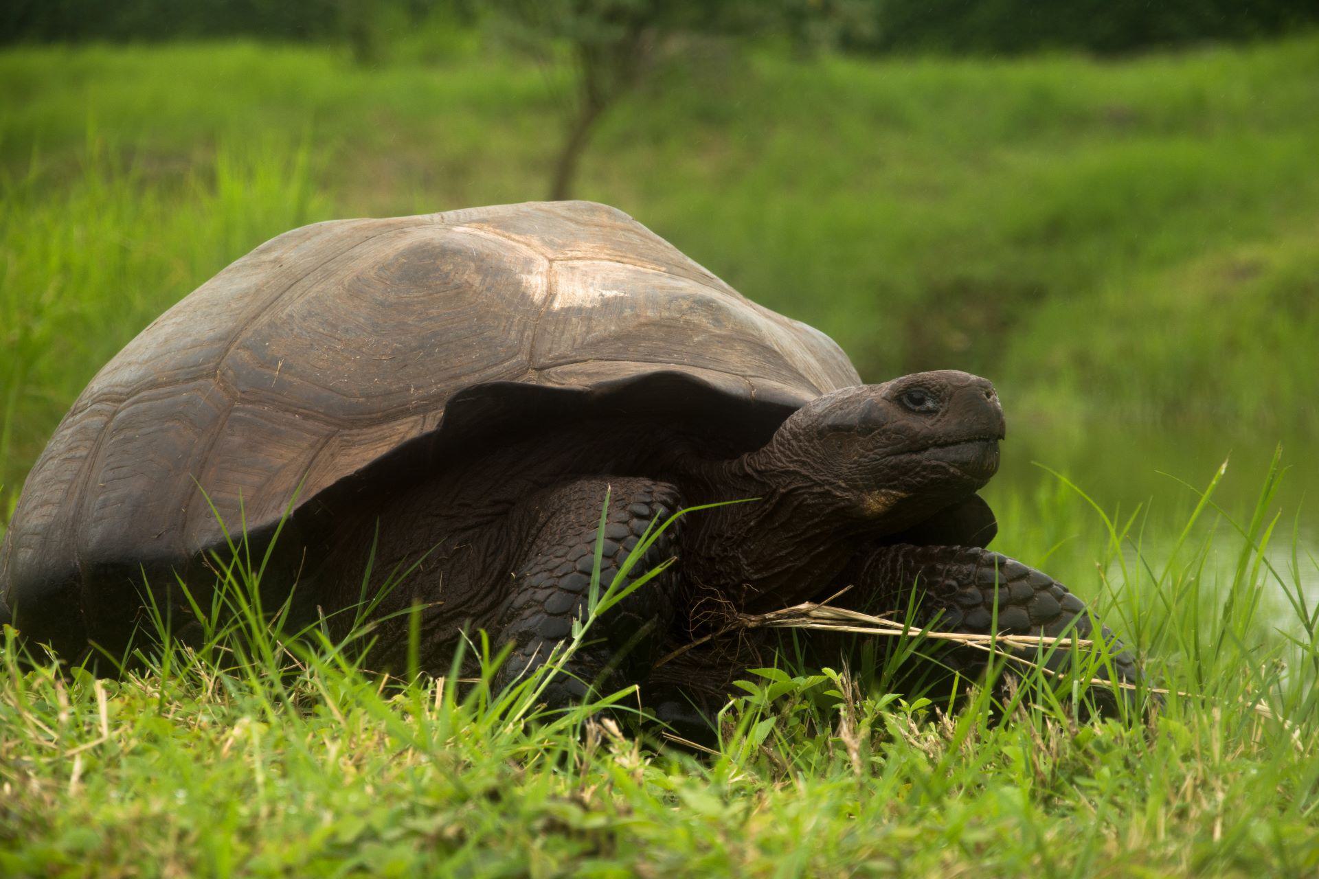 Galapagos tortoise
