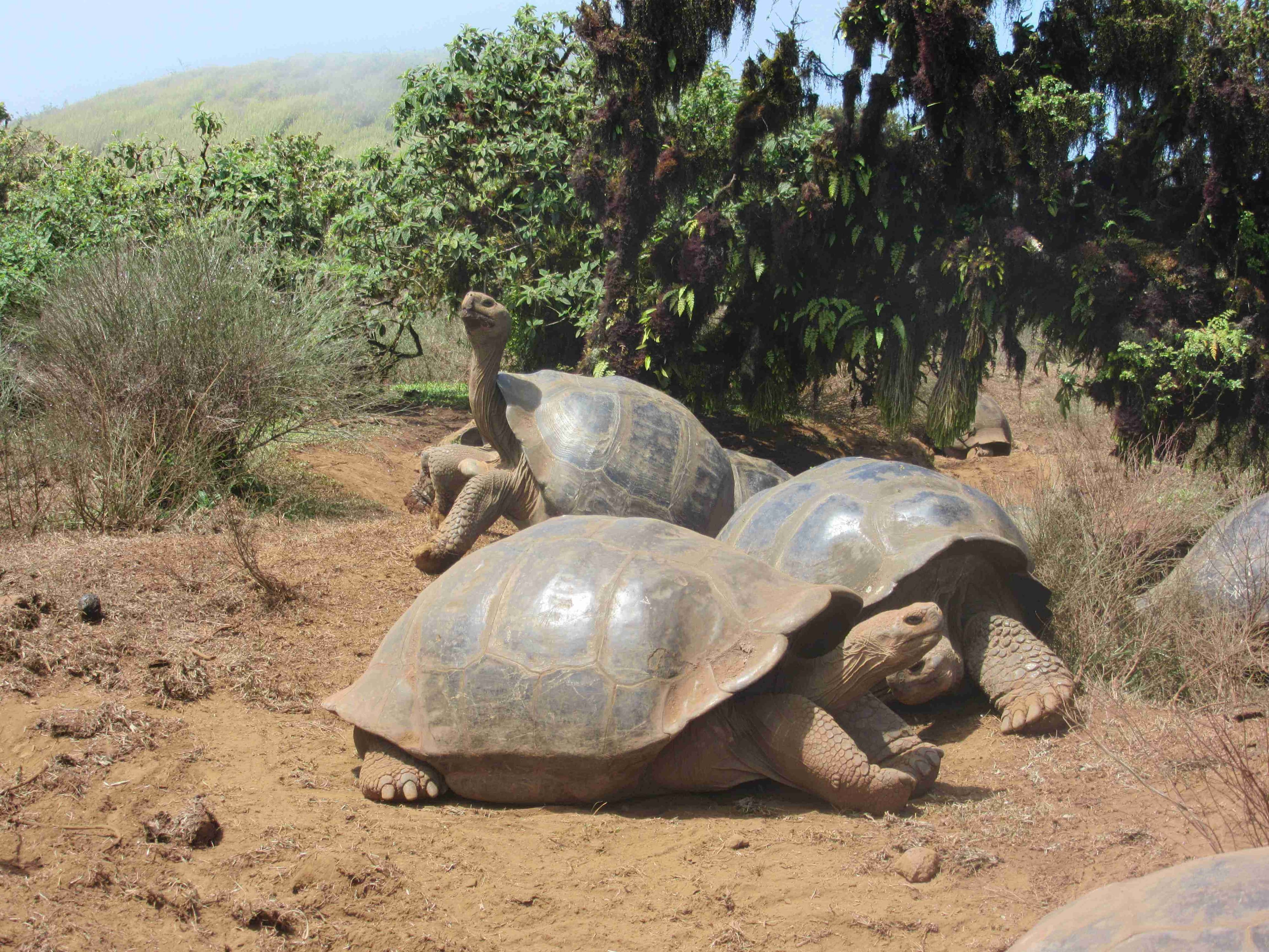 Galapagos tortoises
