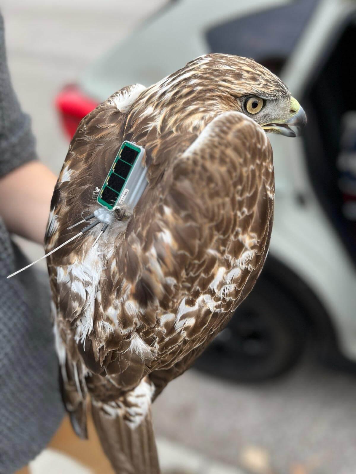 A Red-tailed Hawk shortly before release with a GPS tag