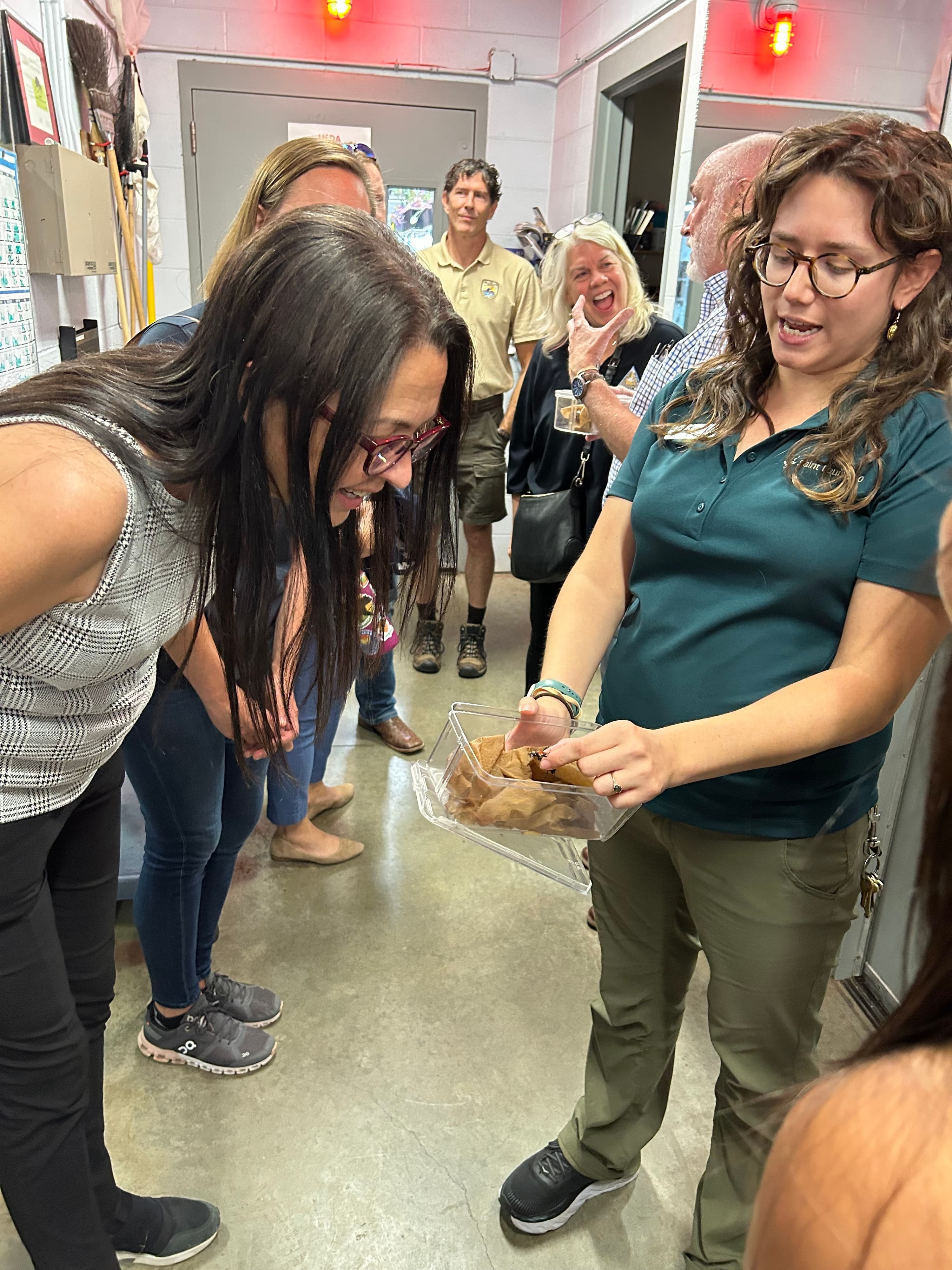 American burying beetle