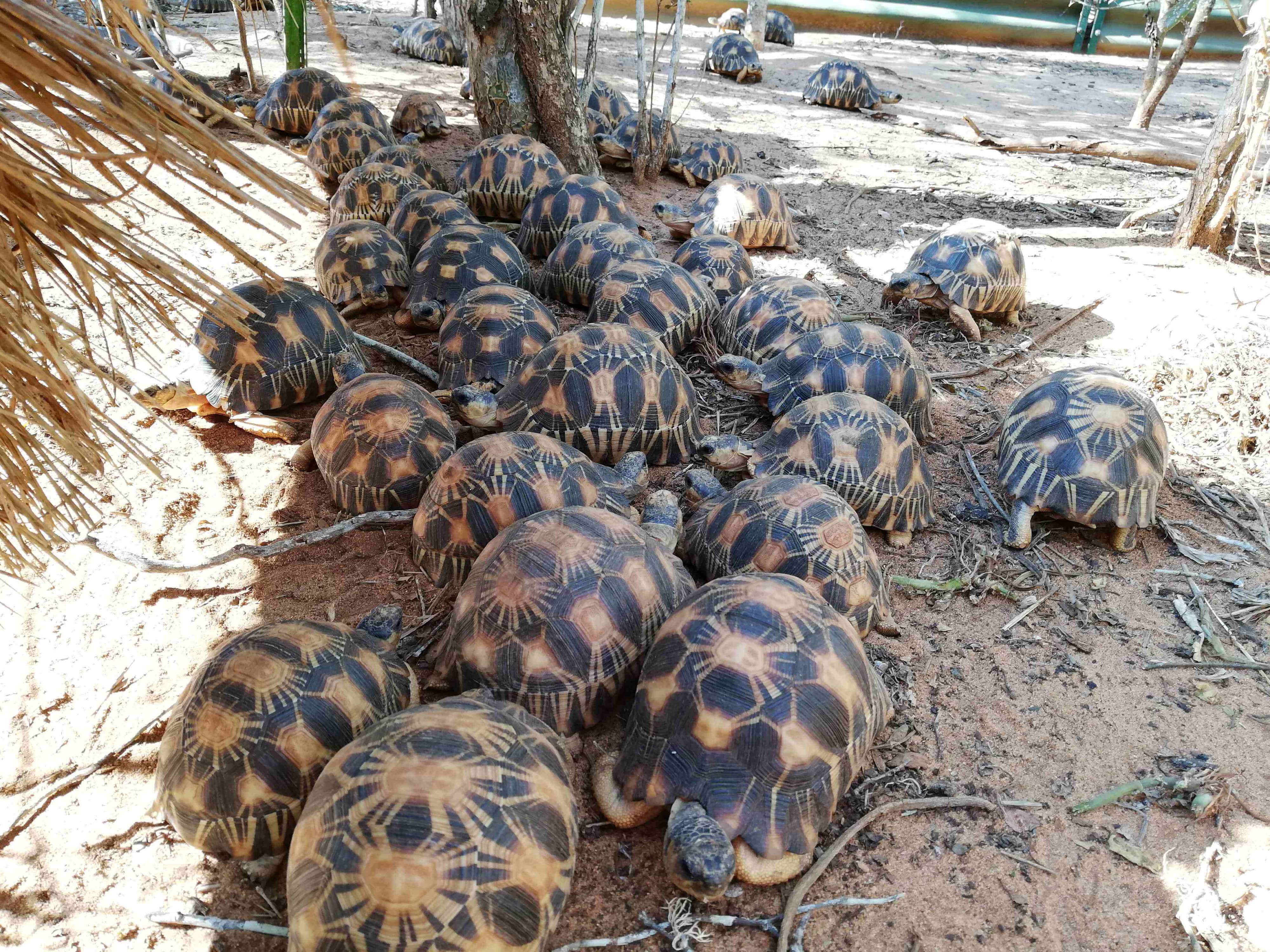 Previously confiscated radiated tortoises at a Turtle Survival Alliance holding facility in Southern Madagascar.